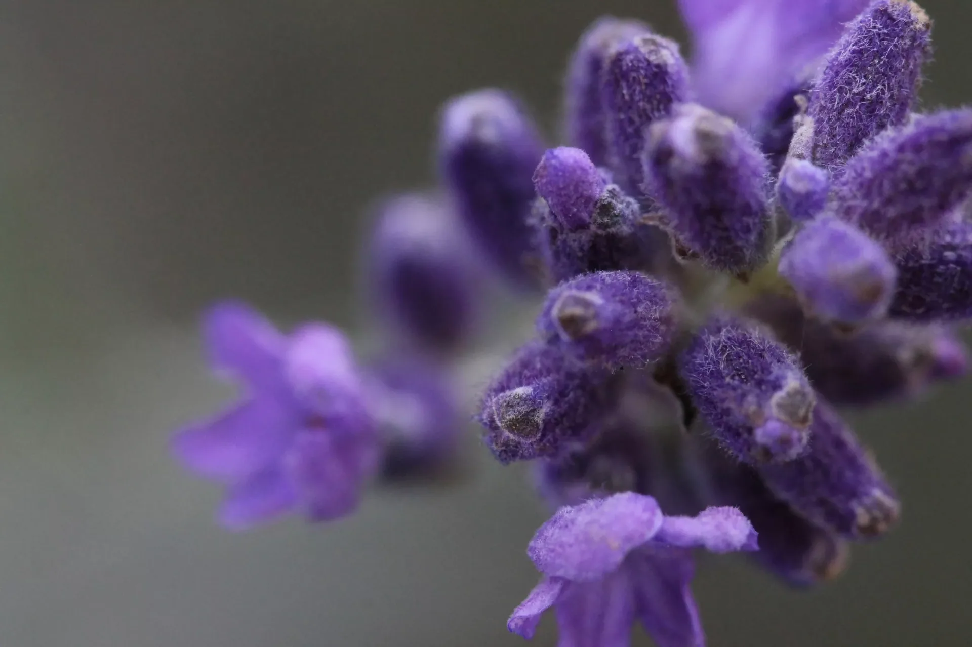 Die Kraft der Aromatherapie: Natürliche Heilung und Entspannung